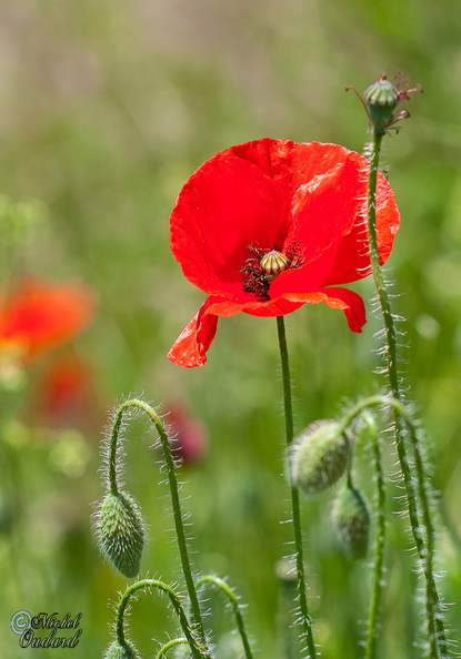 _MG_3539.jpg