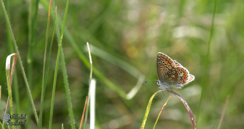 _MG_9563.jpg