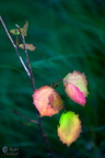 Eos5DII-5882