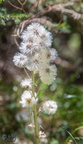 EOS5DII-6085